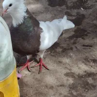 طوقی دره شهر