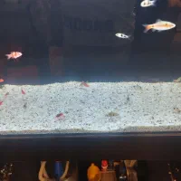 ماهی بارب|ماهی|کرج, گلستان|دیوار