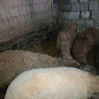 بره نر|حیوانات مزرعه|سیلوانه, |دیوار