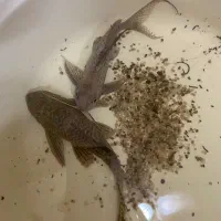 ماهی لجن خوار کت پلنگی کت وارونه