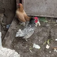 مرغ خروس مینیاتور