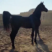 اسب نریان سیاه وارداتی