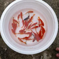 ماهی قرمز|ماهی|سنگر, |دیوار