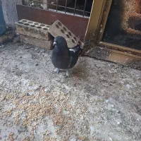 ماده عربی دوری گرفتنی