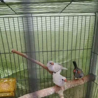 فنچ|پرنده|تهران, شکوفه|دیوار