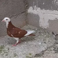 جوجه کبوتر ابلق سرخ نر|پرنده|شیراز, امام حسین|دیوار