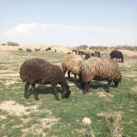 فروش گوسفند نژاد شال و افشار|حیوانات مزرعه|اصفهان, نقش جهان|دیوار