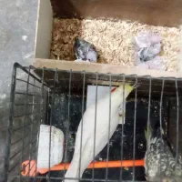 طوطی فنج پرنده مرغ عشق قناری