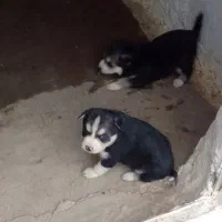 سگ هاسکی|سگ|کیلان, |دیوار