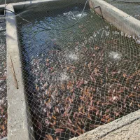 ماهی تیلا پیلا پرورشی