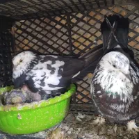 کبوتر جوجه دار پرشی|پرنده|بندر ترکمن, |دیوار