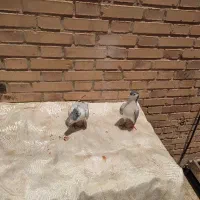 جفت کبوتر شیرازی|پرنده|سوسنگرد, |دیوار