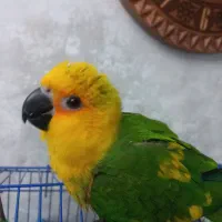 طوطی خورشیدی گرینچیک|پرنده|اصفهان, مارچین|دیوار