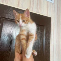 واگذاری رایگان گربه