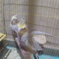 عروس هلندی نرسخنگو