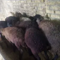 بره نر و ماده چاق جهت قربانی