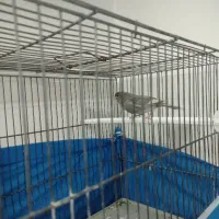 قناری|پرنده|خمینیشهر, |دیوار