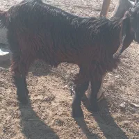 دوعددکهرهنربفروشمیرسدمشتریواقعیتماسبگیرد|حیوانات مزرعه|فاریاب, |دیوار