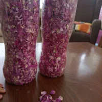 گل محمدی