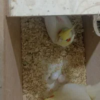 عروس هلندی دستی با تخم