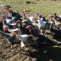 بوقلمون و اردک|حیوانات مزرعه|پره‌سر, |دیوار