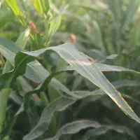 ذرت علوفه ای