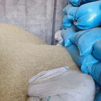 فروش کاه گندم دیم