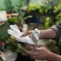 فروش طوقی اجری|پرنده|قائم‌شهر, |دیوار