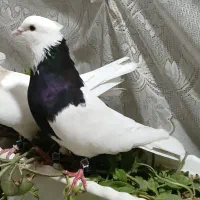 طوقی واکسی
