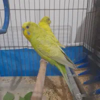 مرغ عشق|پرنده|ایذه, |دیوار