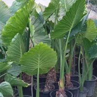 بابا آدم تنه قرمز،تنه سز،برگ قلبی|گل و گیاه طبیعی|مرزیکلا, |دیوار