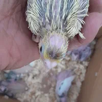 جوجه عروس هلندی سرلاکی