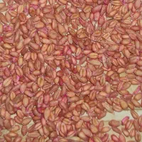 فروش گندم بذری پیشگام مادری بوجاری شده|خدمات باغبانی و درختکاری|سیلاخور, |دیوار