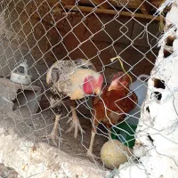 مرغ و خروس