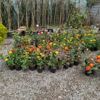 باغبانی و درختکاری (سم پاشی )|خدمات باغبانی و درختکاری|تهران, ونک|دیوار