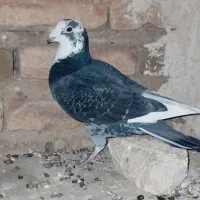 مسافتی|پرنده|اهر, |دیوار