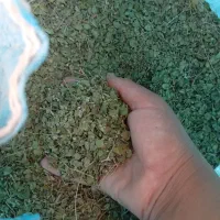 فروش آویشن برگ پهن