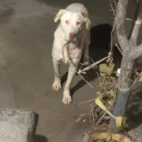 سگ‌ میکس آلابای دگو آرژانتی ۷ ماهه