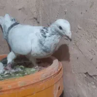 کفتر