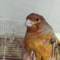 قناری نر ماده عروس هلندی