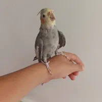 یک عدد عروس هلندی برای فروش|پرنده|یاسوج, |دیوار