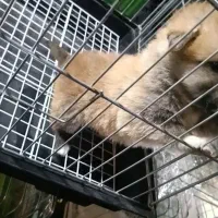 سگ اشپیتز پامر اصل