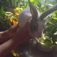 بچه خرگوش