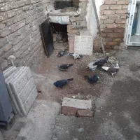 کفتر