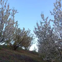 فروش باغ|فروش خانه و ویلا|موچش, |دیوار