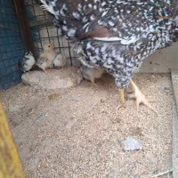 مرغ گلین با جوجه