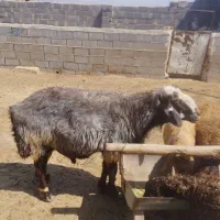 قوچ هترو