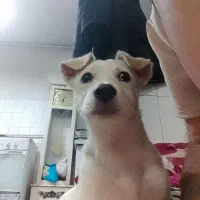 سگ سفید ماده نزاده اشپیزهروباهی|سگ|مشهد, طبرسی شمالی|دیوار