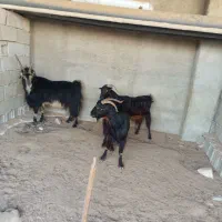 دوتا بز ،با یک پازن|حیوانات مزرعه|برازجان, |دیوار