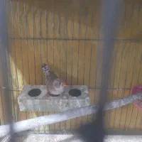 پرنده|پرنده|رومشکان, |دیوار